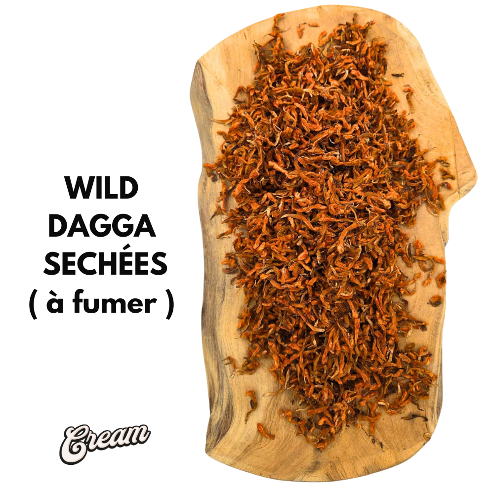 wild dagga dangers