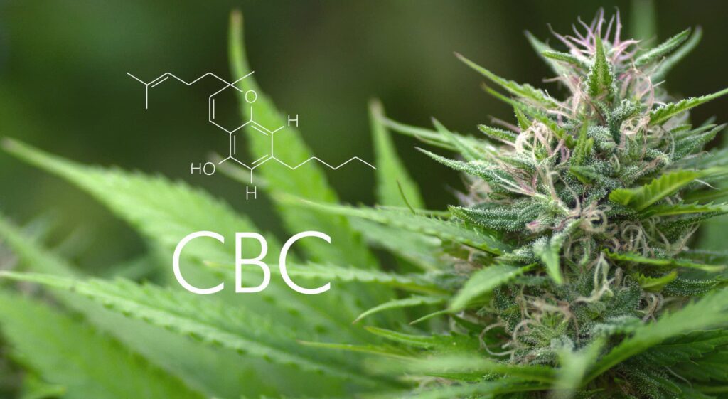 MOLECULE CBC
