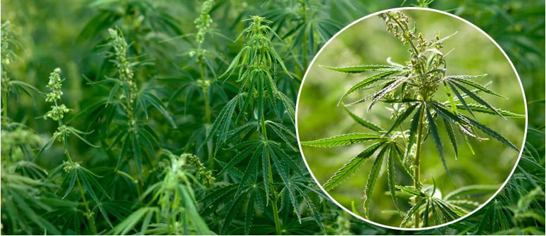 CANNABIS RUDERALIS