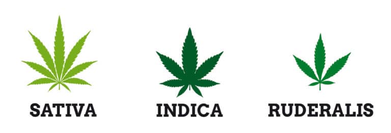 DIFFERENCE INDICA, SATIVA ET RUDERALIS