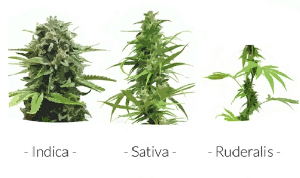 INDICA VS SATIVA VS RUDERALIS
