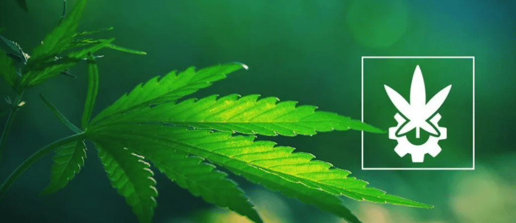 ruderalis autoflo