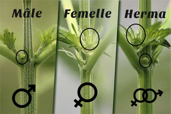 Reconnaître plante mâle et femelle