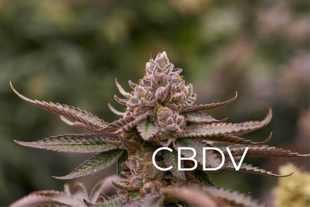 CBDV