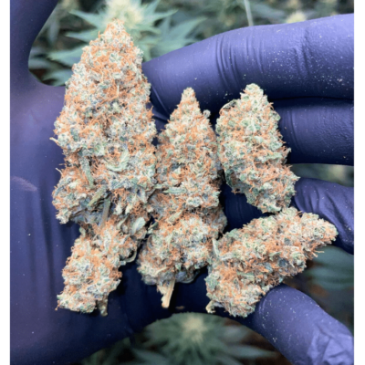 Honey Cheese Indoor CBD