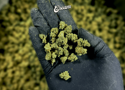 small buds cbd cest quoi